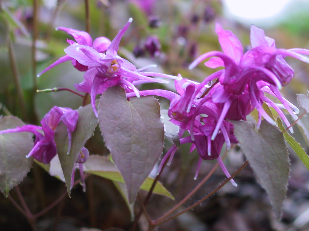 Epimedium Roseum Giganteum  1.jpg